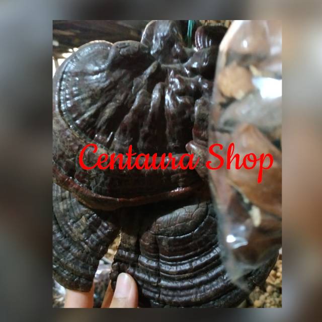

Jamur Lingzhi Herbal Asli Kwalitas Super Unggul 50gr