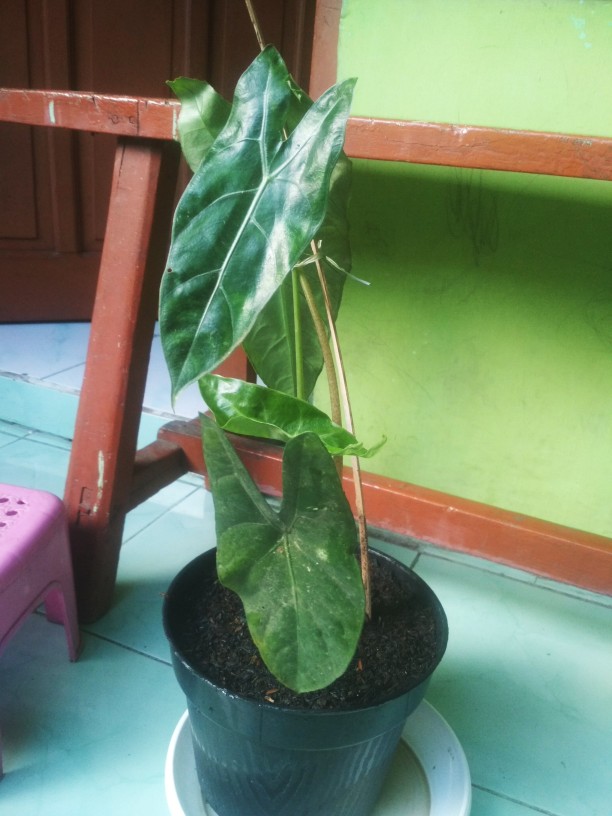 Tanaman Hias Keladi  Alocasia Silver /keladi Liku Sp Hutan