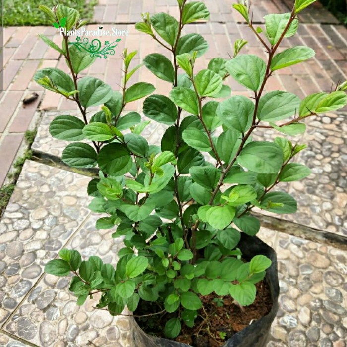 Tanaman hias Bidara - Pohon bidara arab - Bibit pohon Bidara Arab