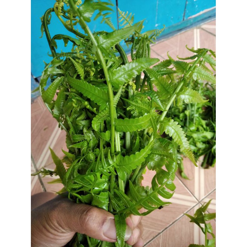 

pakis sayur