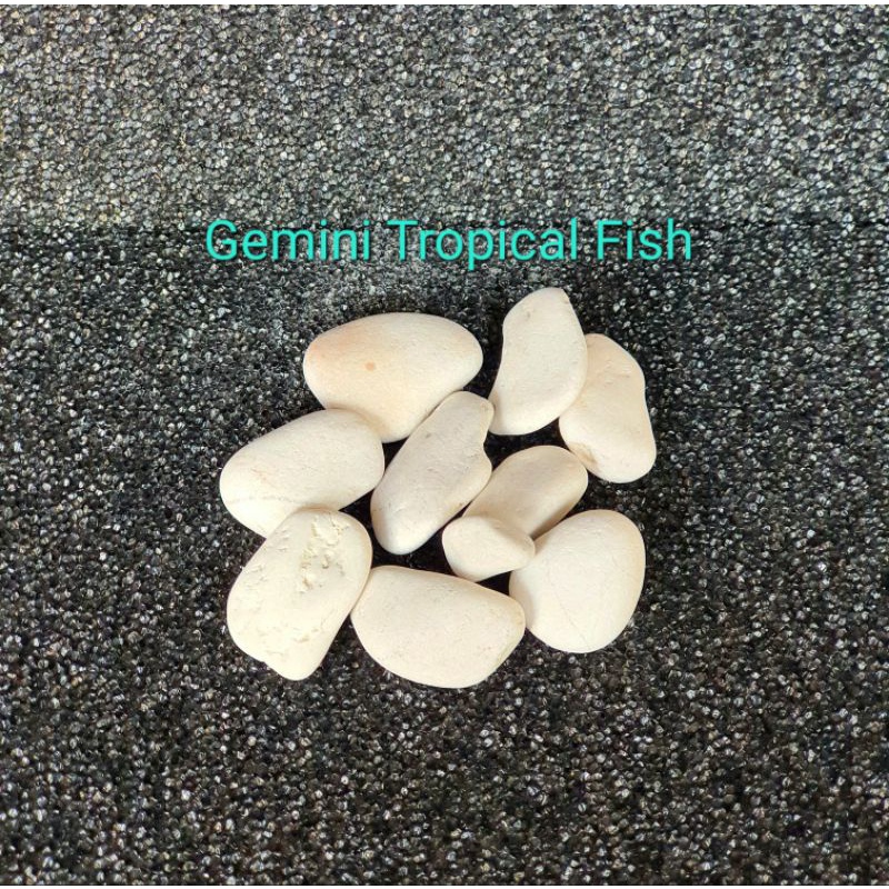 Batu Hias Kupang Putih Akuarium Taman Pit Bunga
