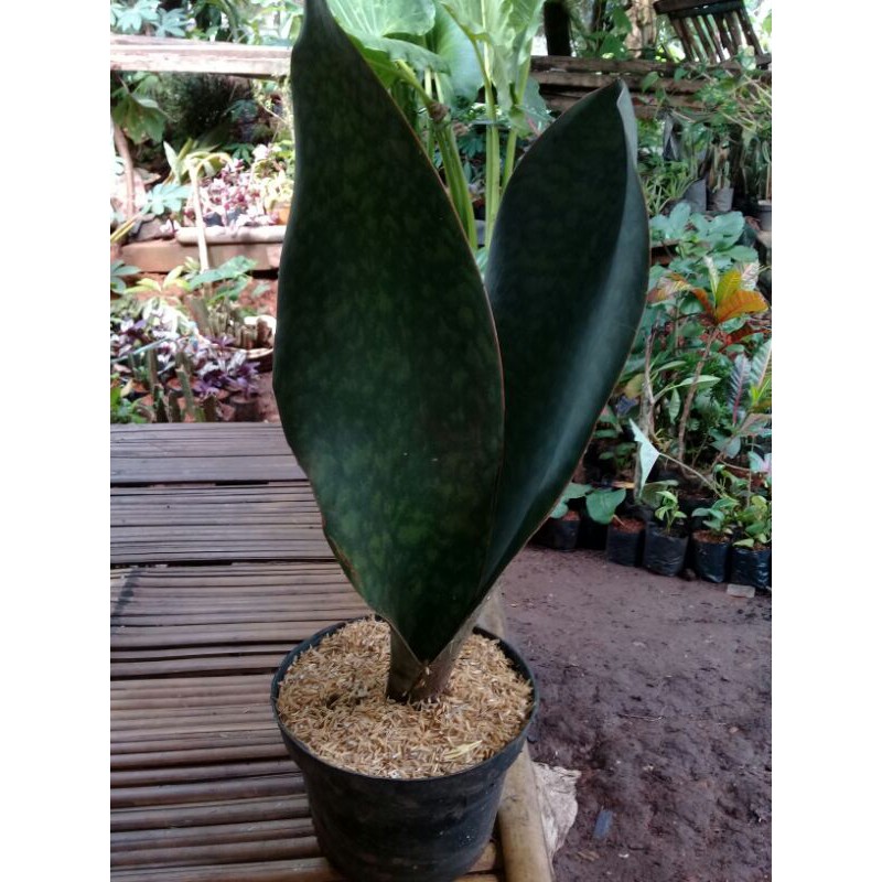 pohon hias sensipera hijau jumbo