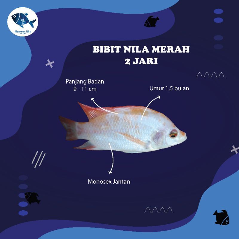 Bibit Nila Monosex Ukuran 2 Jari