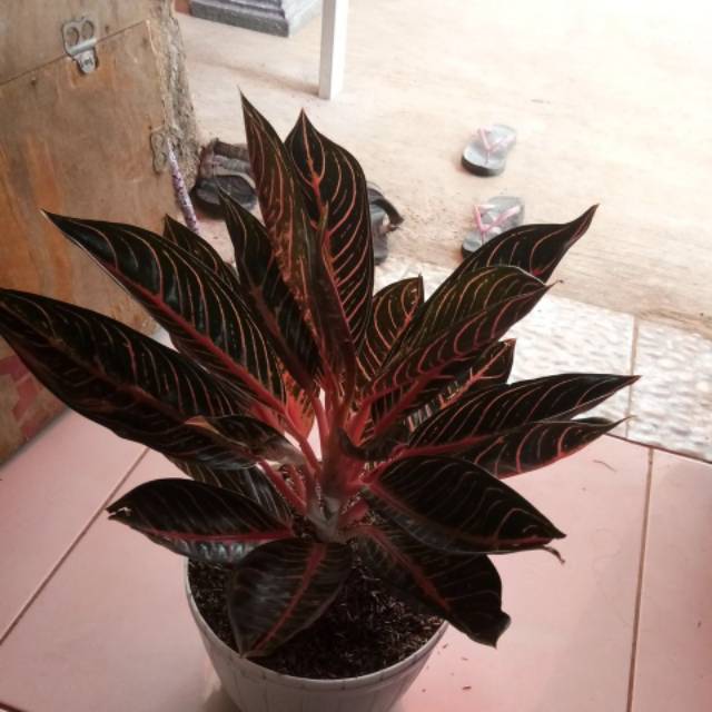aglonema pride of sumatra