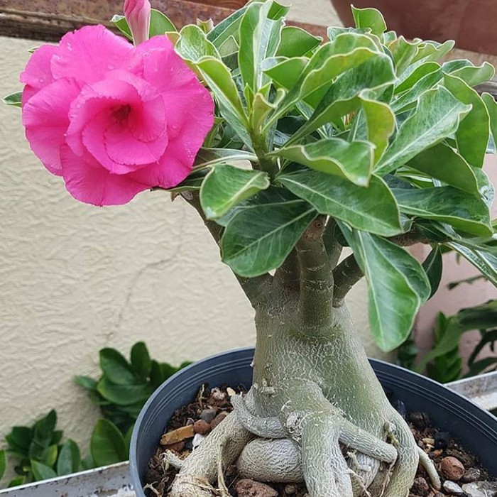 bibit tanaman adenium bunga pink bonggol besar kamboja bonsai