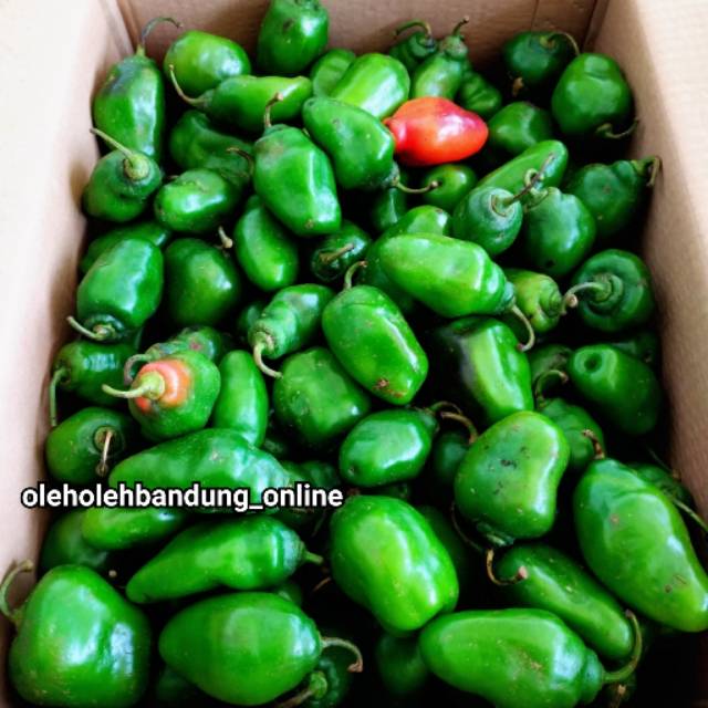

Cabai / cabe Gendot Gendut l Oleh Oleh Bandung l Khas Bandung