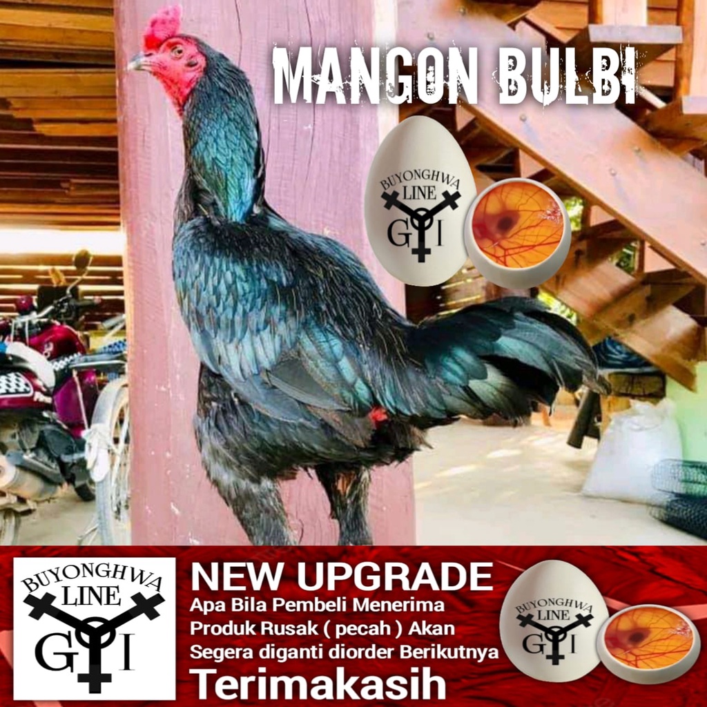 Ayam Bangkok Mangon Bulbi superblack telur tetas