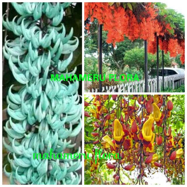 Paket Tanaman 3pcs  flame of irian 2800g