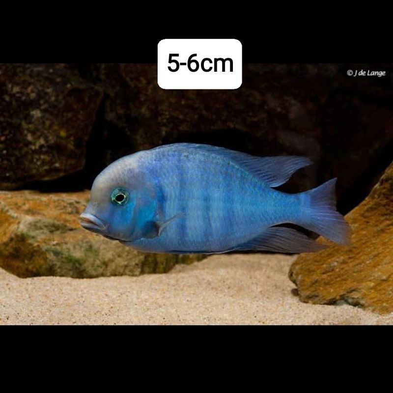 cichlid blue dolphin crytocara moorii