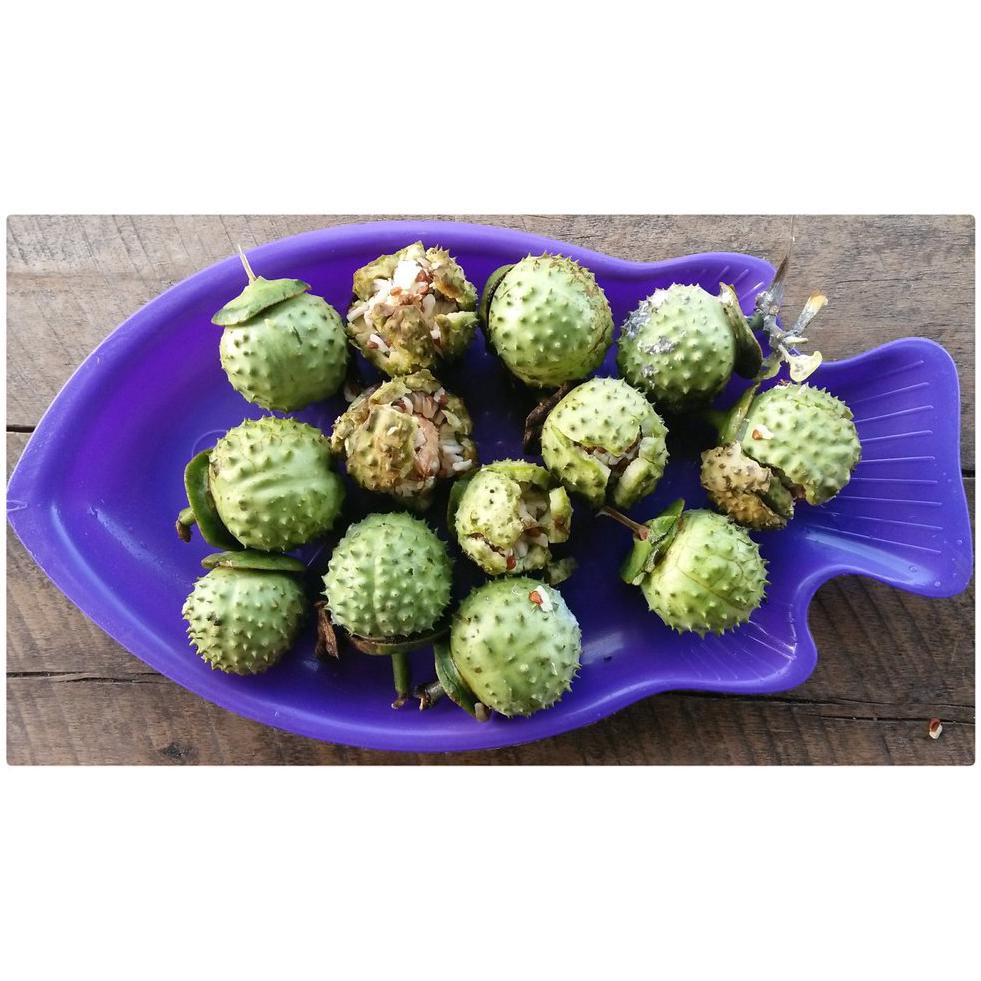 Terbaik Buah Kecubung Wulung Segar R01