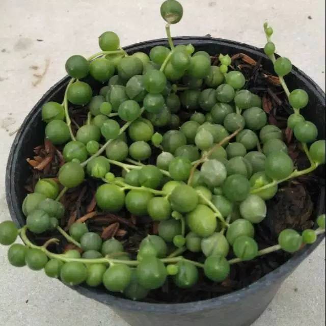 Tanaman kaktus mini Hidup