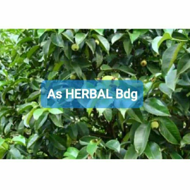 

Daun manggis daun buah manggis segar 500 gram-az