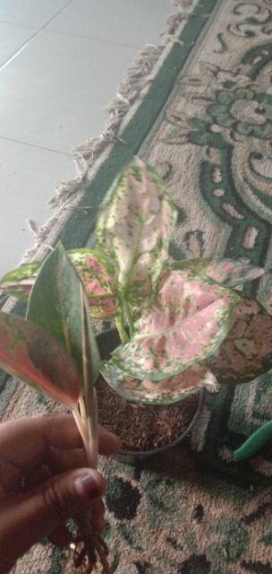 Aglaonema Dud Tri Colour/bunga Tri Colour