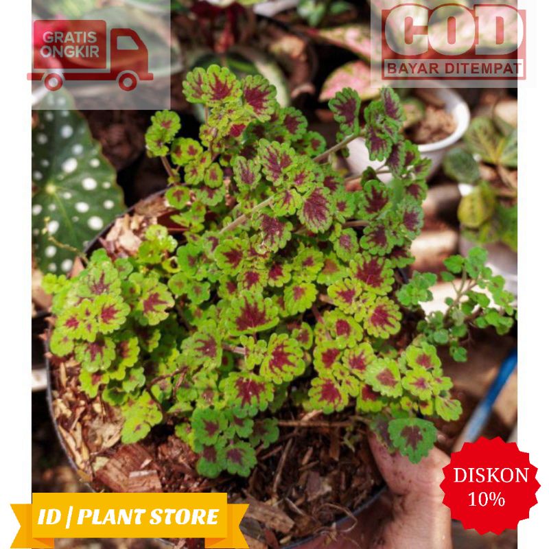 Tanaman hias miana mini-miana mini-pohon miana-tanaman hidup-bunga hidup