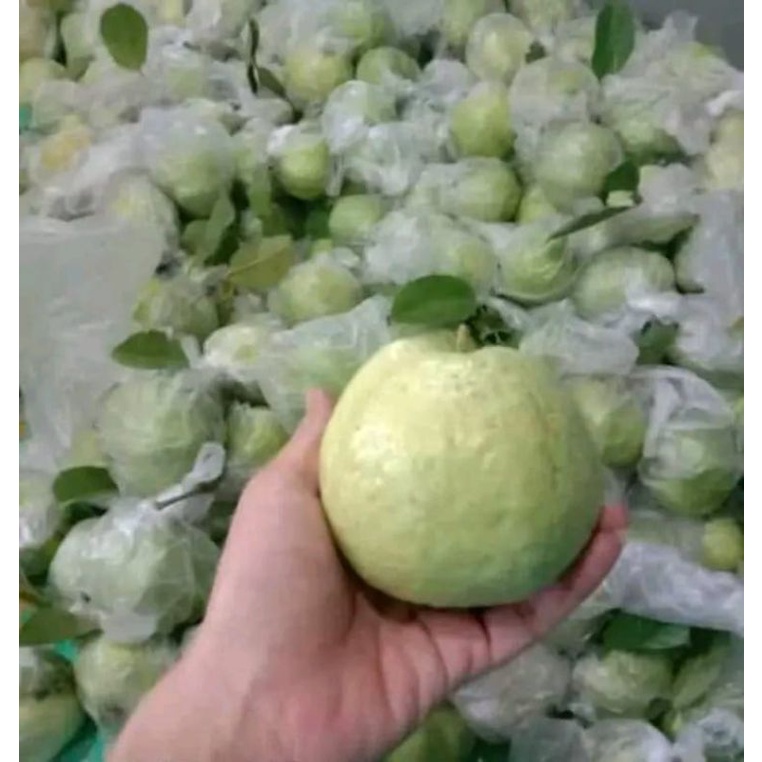 

Jambu Kristal Sultan Super Tanpa Biji Bonus Bumbu Tabur/1kg Seger Fresh kriuk Krenyes