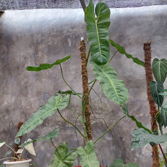 PROMO philodendron paraiso verde big size / philodendron paraiso verde jumbo