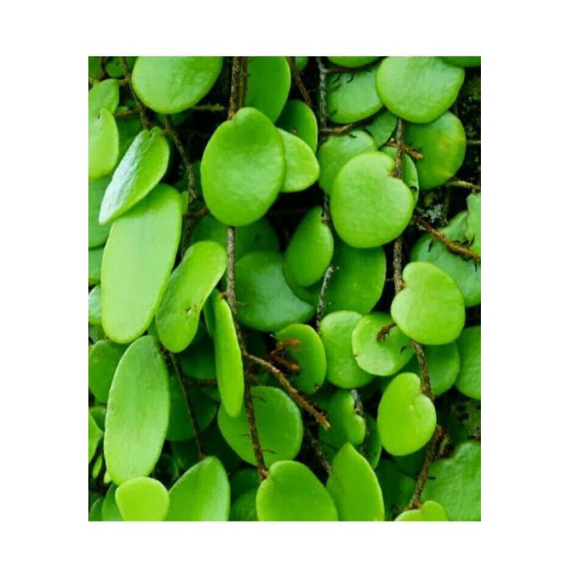

DAUN HERBAL SISIK NAGA / PICISAN SEGAR 250 g