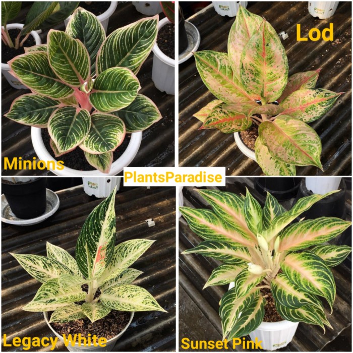 Promo Bibit bonggol aglonema paket 4 Minions,Lod,Legacy white,Sunset