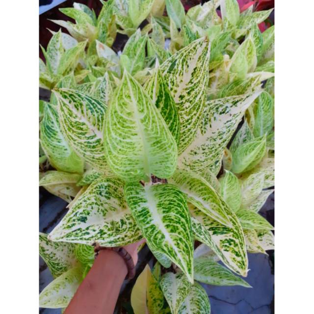 Aglaonema LEGACY WHITE