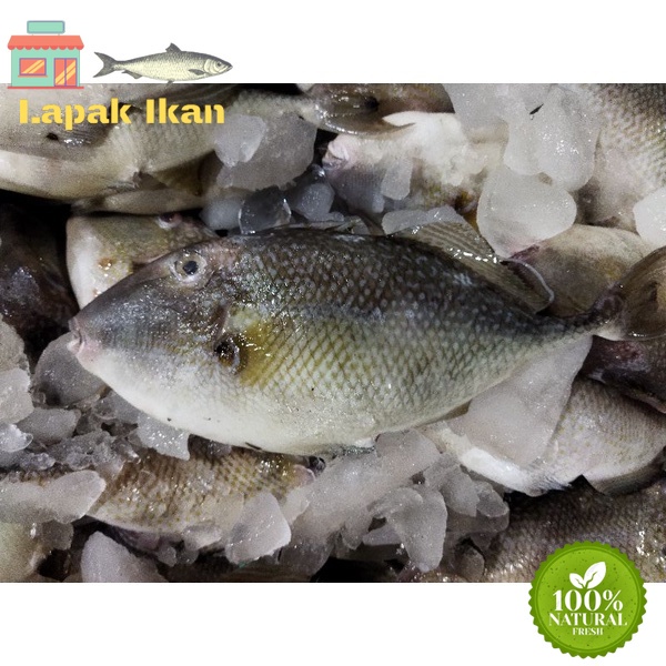 

GROSIR Ikan Kambing Kambing Ikan Ayam Ayam (Etong) Ikan SEGAR Harian Kualitas BERGARANSI 5Kilogram / 10Kilogram