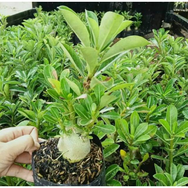 Bibit tanaman adenium bibit bonggol adenium