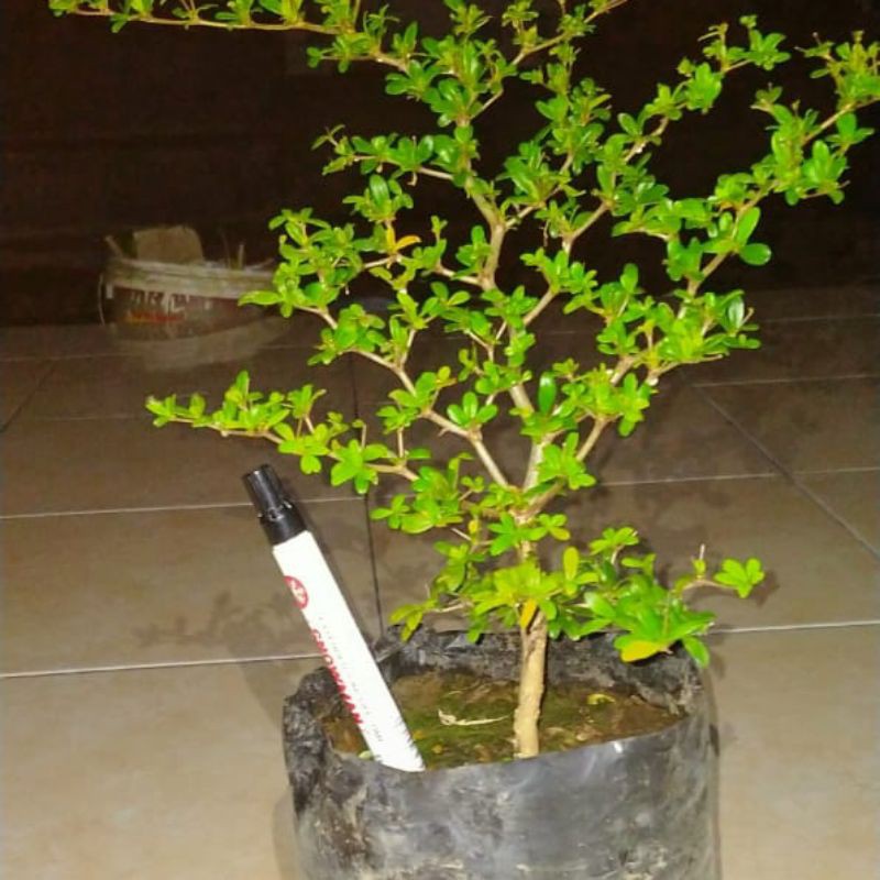 

black olive /geometris (bucidaspenosa)