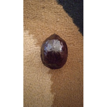 Muncang Adu Siap Jenis Jalim Ninja Pa Uye