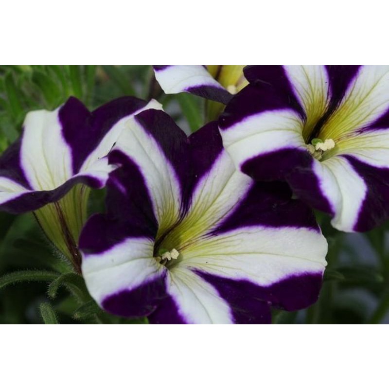 

GR petunia