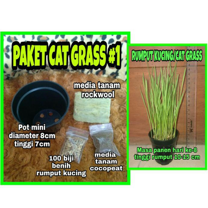 Cat Grass #1 (Paket lengkap rumput kucing)