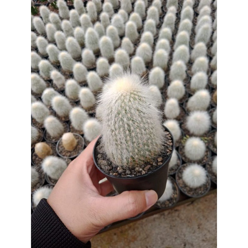 Kaktus Old Man Ownroot