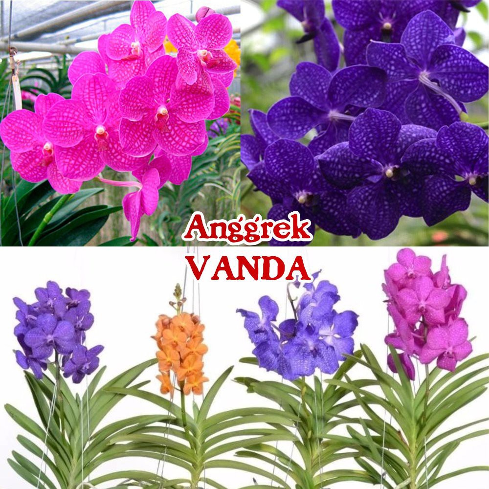 Bibit Anggrek Vanda