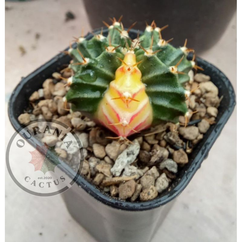 Kaktus Gymnocalycium Mihanovichi Variegata