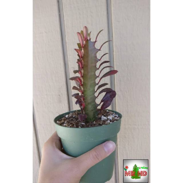 Tanaman hias cactus euphorbia African milk tree