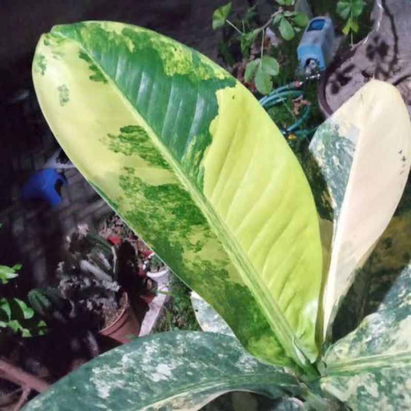 Tanaman Hias Dieffenbachia Panglima Varigata - diven panglima langka