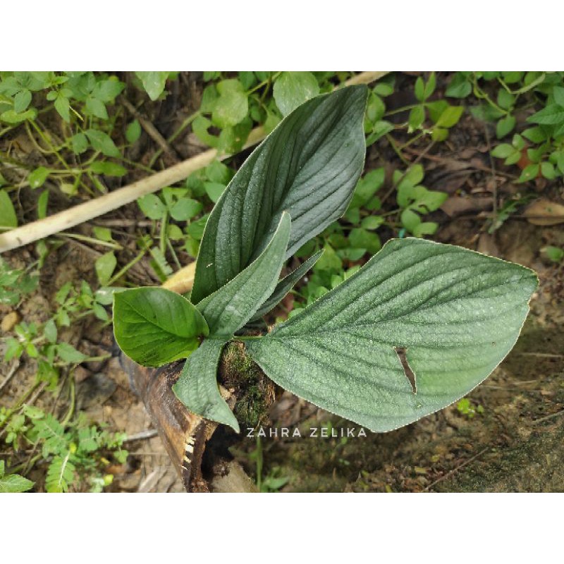 Rhapidiphora tenuis silver sp