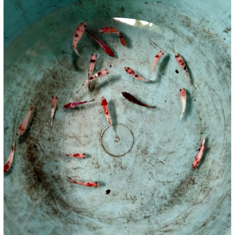 Bahanan nemo koi galaxy