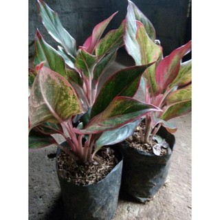 b3rkh Aglonema  LIPSTIK Aglaonema  Aurora Bibit Benih 