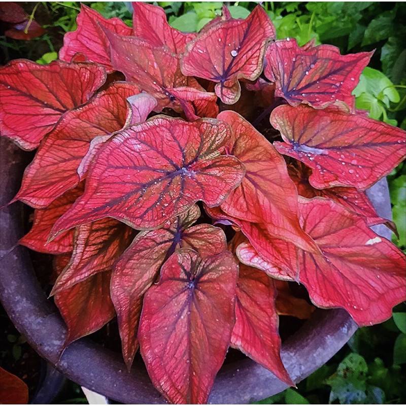 Bibit Caladium Thailand H22,Red brown Plum