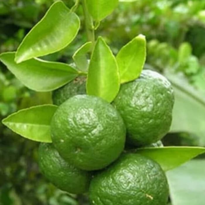 tanaman jeruk limo - pohon limo - limo - jeruk limo