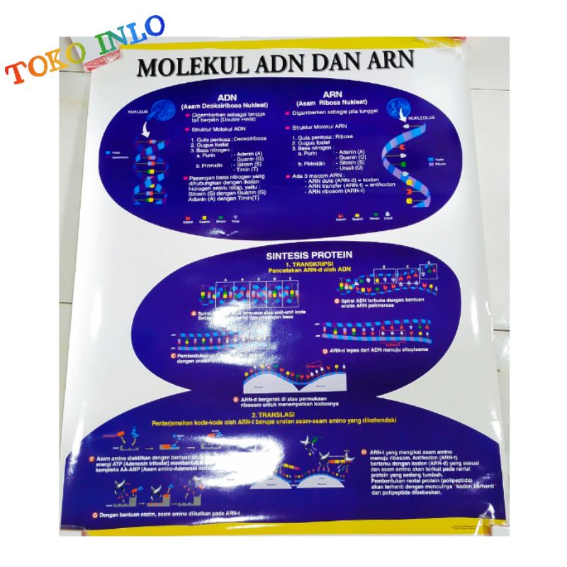 

CARTA MOLEKUL DNA DAN RNA/ POSTER MOLEKUL DNA DAN RNA / GAMBAR MOLEKUL DNA DAN RNA