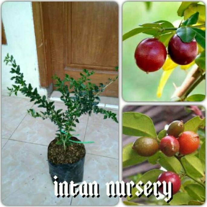 Bibit Tanaman Buah Jeruk Kingkit <>