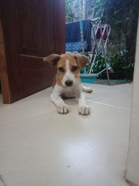 Bantal Foto Dryvit | 60x40cm |