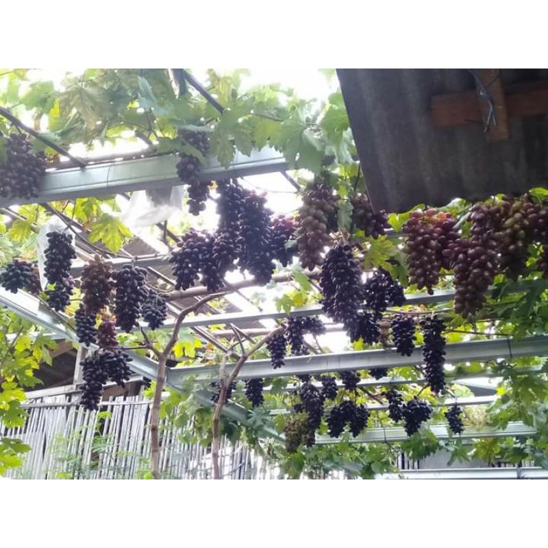 Bibit anggur import AKADEMIK