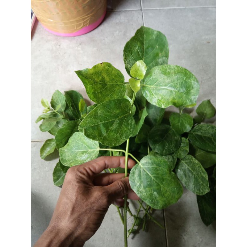 Stek Batang Pucuk Sancang Variegata