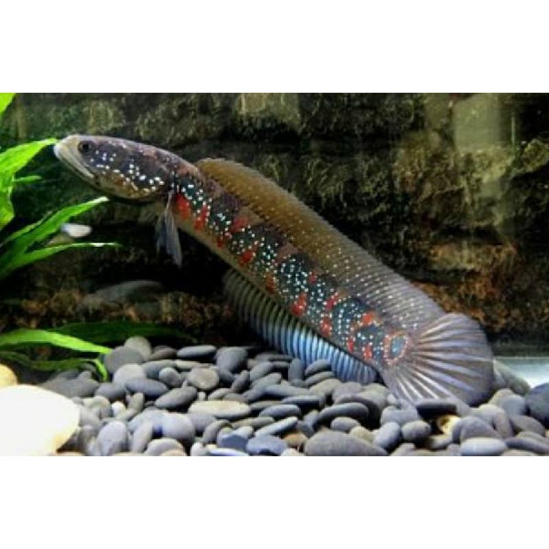Asiatica RSWS  Red Strip White Spot Snakehead