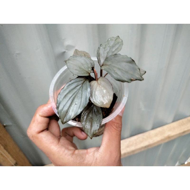 Homalomena red silver