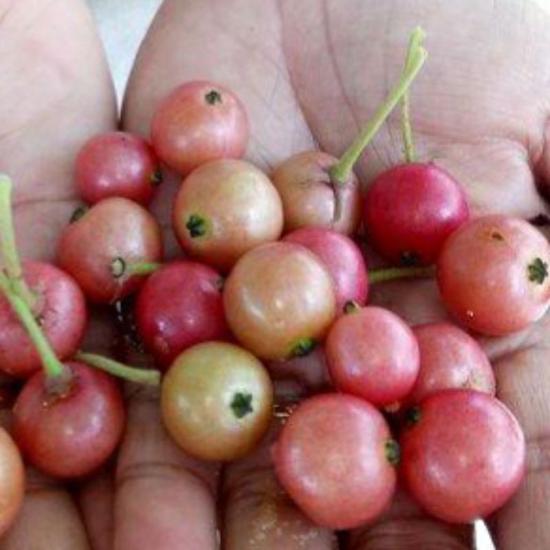 

Buah kersen segar 50 butir