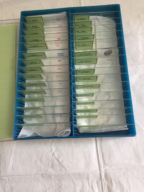 Sel Tumbuhan - Struktur Sel Botani Paket Preparat Sel Isi 30 pcs / Preparat Botani isi 30