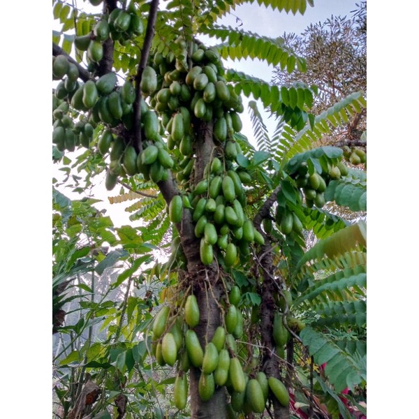 

Belimbing wuluh segar