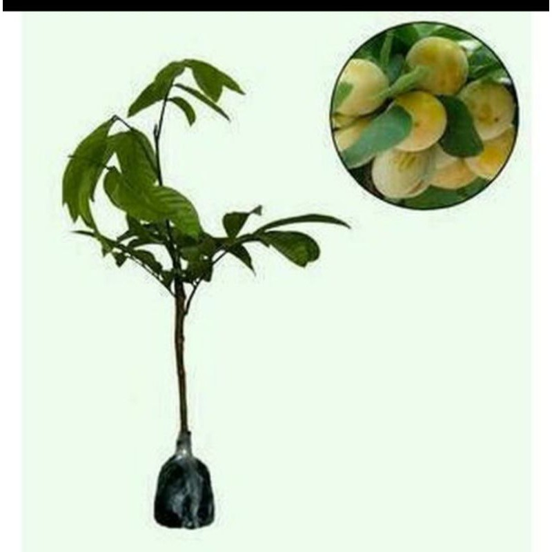 bibit duku non biji unggul